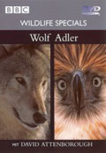 Film: Wildlife Specials - Wolf / Adler - BBC