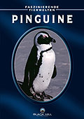 Faszinierende Tierwelten: Pinguine