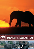 Safari: Indische Elefanten