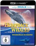 Humpback Whales - 4K