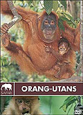 Safari: Orang-Utans