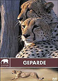 Safari: Geparde