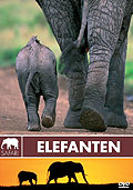 Safari: Elefanten