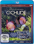 Tropische Aquarien - Cichlide