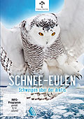 Schnee-Eulen - Schwingen ber der Aktis