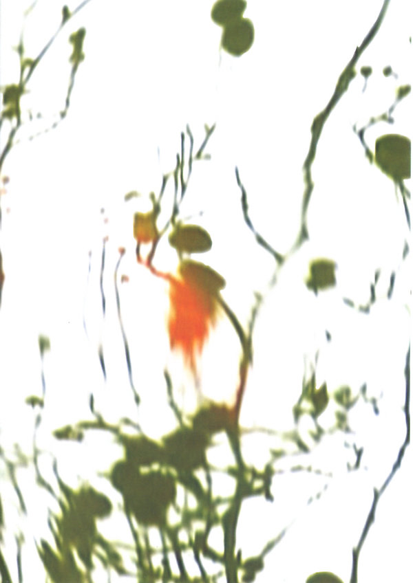 lightbox image