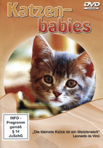 Film: Katzenbabies