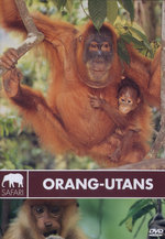 Film: Safari - Orang Utans