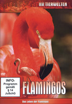 Film: Flamingos