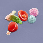 Film: Peter Gabriel - New Blood/Live... (+ DVD) (+CD)