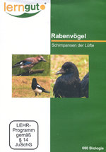 Film: Rabenvögel - Schimpansen der Lüfte